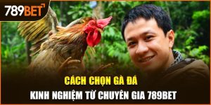 cách chọn gà đá 789bet