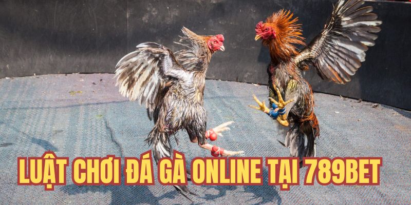 Luật chơi đá gà online trên thị trường